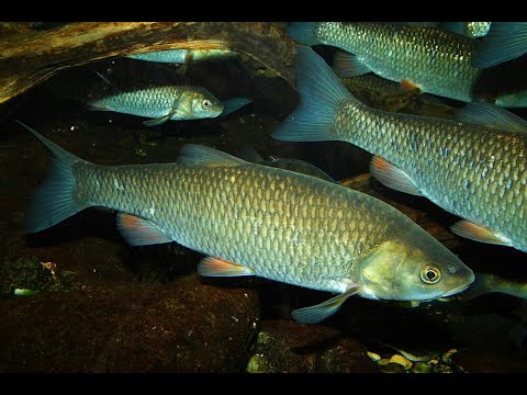 Видео: Ловля голавля на реке! Полудонка спасает!
