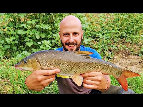 Видео: РЕЧНИ ТОРПЕДА - РИБОЛОВ на МРЕНИ! ВЪДИЦАТА ЩЕШЕ да се СЧУПИ ! Pecanje
