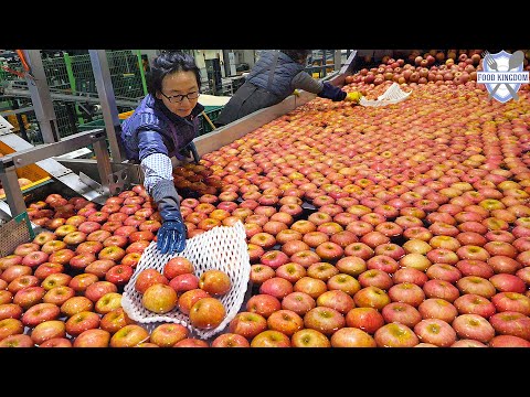 Видео: Удивительный! Уникальная пищевая фабрика Кореи / тушеные говяжьи ребрышки, сыр, токпокки, яблоко