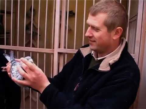 Видео: 30-та Олімпіада спортивних голубів Остенде | Бельгія 2007 + Marcel Sangers 2