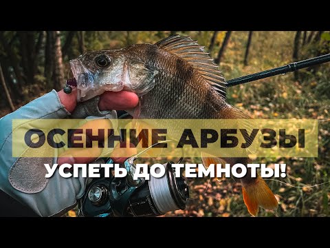Видео: НЕ ЗРЯ ПРОВЕРИЛ ЭТУ РЕЧКУ! ОКУНЬ и ГОЛАВЛЬ на микроджиг и мормышинг. Осенняя рыбалка на спиннинг.