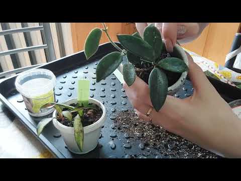 Видео: Новые хойи🪴🔥😍! Новая пересадка 🌱😊👌!