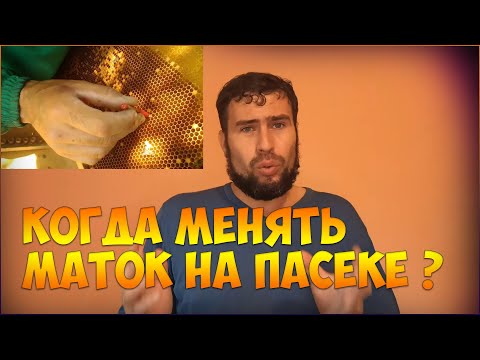 Видео: Когда заменять старых пчелиных маток на пасеке? Цена Качество