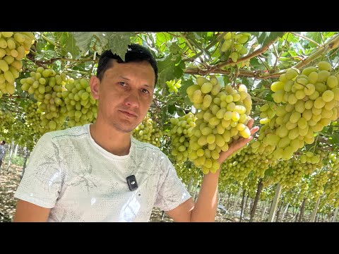 Видео: Тожикистон узум боглари рекорд куйдику