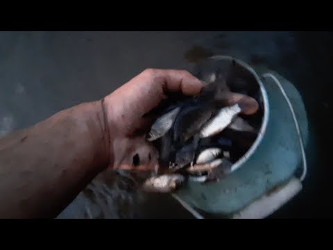 Видео: Спасение рыбы из лужи! Много карася Часть 1.
