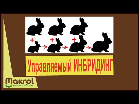 Видео: 🐰Инбридинг в кролиководстве. Насколько страшны его последствия. #СоветДняОтМакляка #Макрол