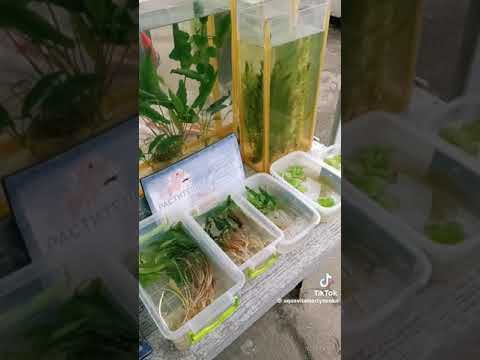 Видео: Птичий рынок Киев.