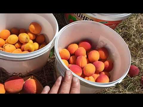 Видео: 18.07.2025г. Один из факторов разнокалиберности абрикосов.