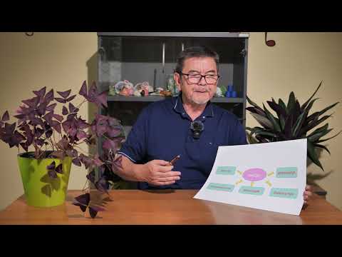 Видео: Сияев Инсан