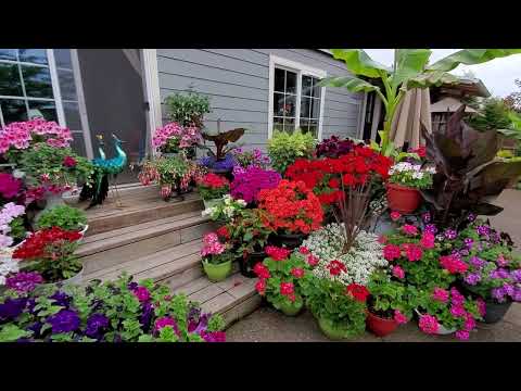 Видео: Какое пользуем удобрение для горшечных цветов.