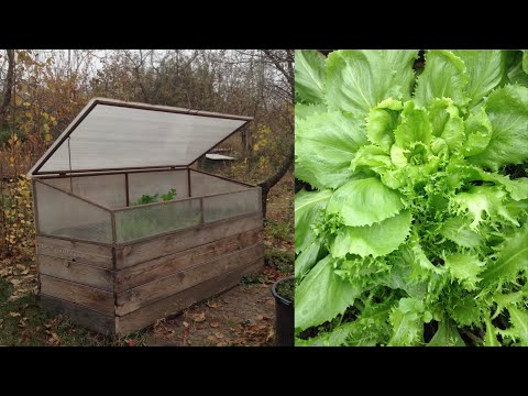 Видео: Как превратить листья в компост - Юрий Днестрянский (часть 2)