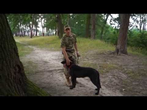 Видео: ПОМИЛКИ ПІД ЧАС ДРЕСИРУВАННЯ СОБАКИ. МАЙСТЕР-КЛАС ВІД КІНОЛОГА-ПРИКОРДОННИКА
