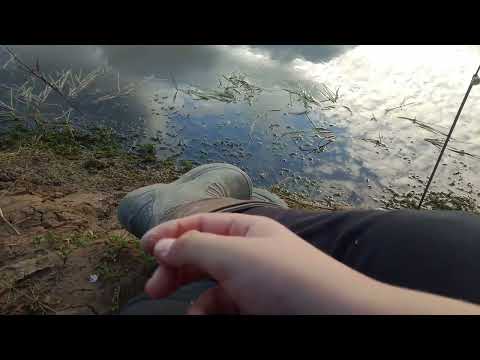 Видео: Осенняя рыбалка на пожарке. # карась#бычок#fishing 