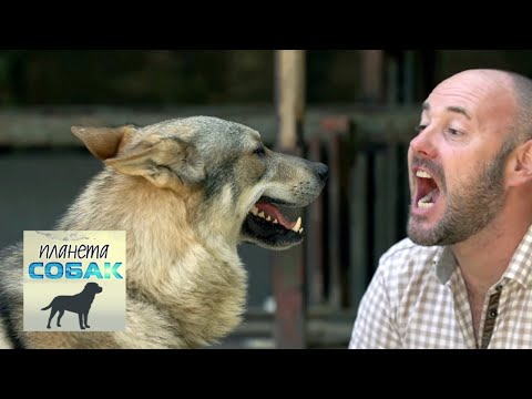 Видео: Итальянский волк. Планета собак 🌏 Моя Планета