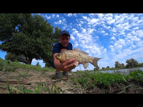 Видео: КАРАСИ ЛАПТИ НА МАКУШАТНИК. Рыбалка на закидушки и поплавок. Ловля крупного карася.