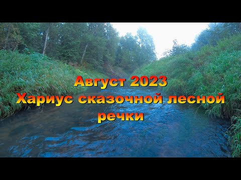 Видео: Август 2023. Хариус сказочной лесной речки