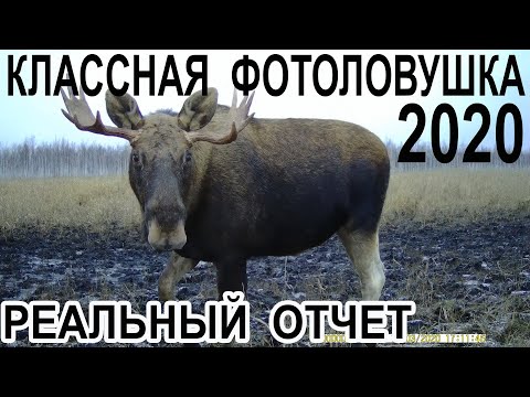 Видео: Классная фотоловушка 2020 Реальный отчет