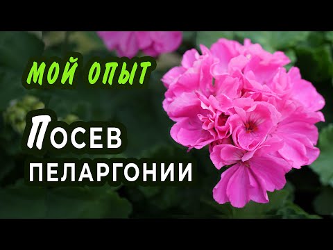 Видео: Пеларгония из семян. Опыт выращивания