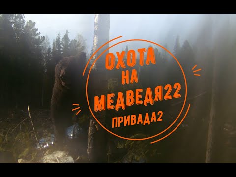 Видео: Охота на медведя 22. Привада две бочки.