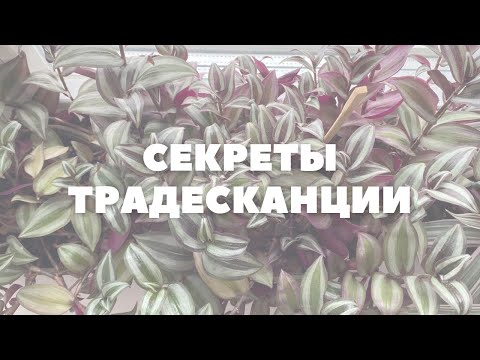 Видео: ТРАДЕСКАНЦИЯ ЗЕБРИНА | Секреты ухода и размножения 🖤