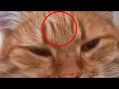 Видео: Почему у котов на лбу буква "М"? Научное объяснение.
