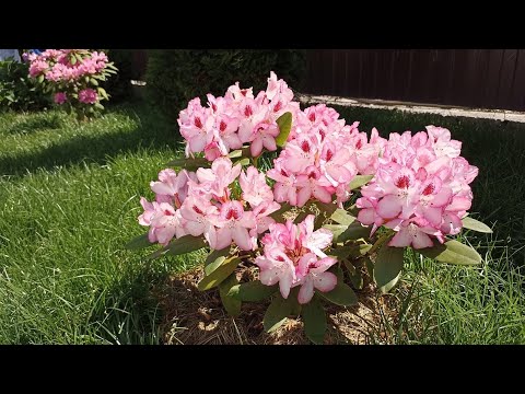 Видео: Уход за рододендронами. Что делать с рододендронами, азалиями когда они отцветают (06.06.202)