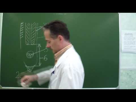 Видео: Строение пахового канала. Пластика по Мартынову