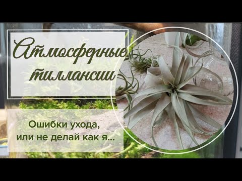 Видео: Атмосферные тилландсии. Особенности ухода осень- зима.