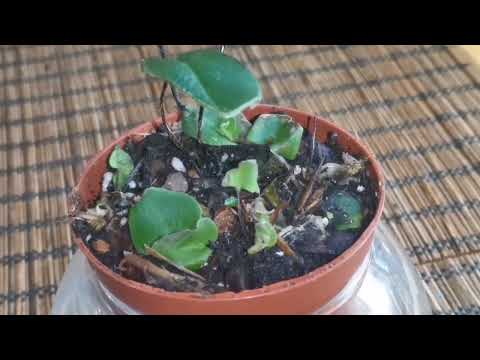 Видео: Хемионитис (Hemionitis) -  сердечный папоротник, знакомство