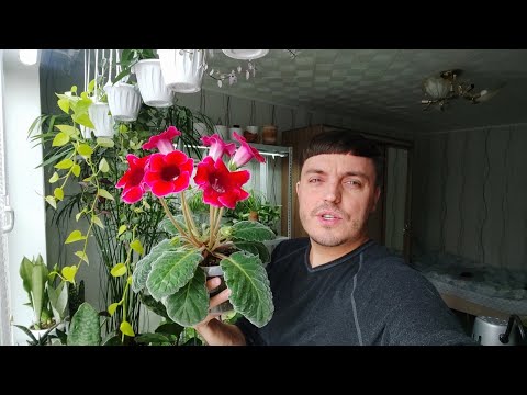 Видео: Глоксиния, цветение