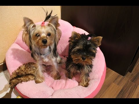 Видео: DogVlog: Прогулка. Покупки в зоомагазине. Йоркширские терьеры