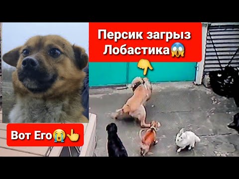 Видео: Персик загрыз подрбранного пса с трассы😱 Лобастика
