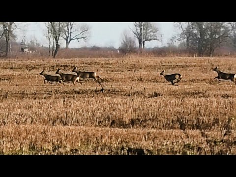 Видео: Загонная ОХОТА. ЗАКРЫТИЕ. 10 января 2023г.