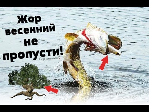 Видео: Как только зацветёт это дерево ноги в руки и за щукой! Правда что жор щуки начинается в мае?