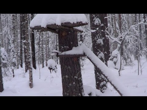 Видео: Охота на куницу капканами. сезон 23-24г. ПЕРВЫЙ ВЫЕЗД НА МОТОСОБАКЕ.