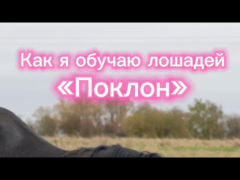 Видео: КАК НАУЧИТЬ ЛОШАДЬ ДЕЛАТЬ ПОКЛОН?