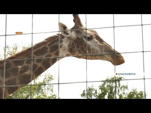 Видео: В «Роевом ручье» рассказали о причинах смерти жирафа