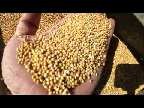 Видео: Claas mega. Подбираем просо.