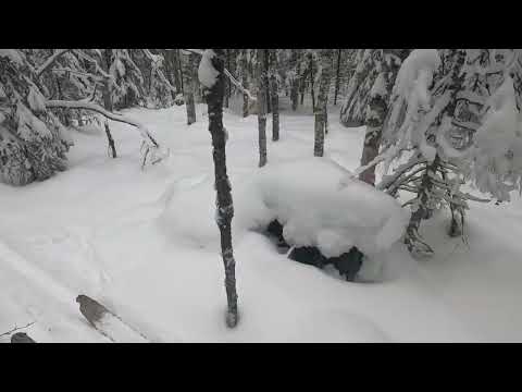 Видео: 11.02.2025.Охота с руской гончей, 20й добыт