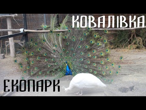 Видео: Екопарк Ковалівка. Экопарк Ковалевка под Полтавой. Ecopark Kovalevka near Poltava.