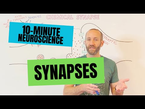 Видео: 10-минутный курс нейронауки: синапсы
