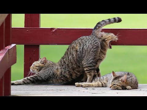 Видео: Самые смешные животные / Приколы с животными Приколы с котами и собаками 2022 #32