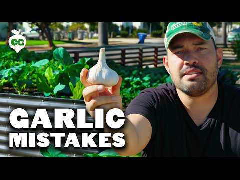 Видео: 5 распространенных ошибок при посадке чеснока, которых следует избегать!