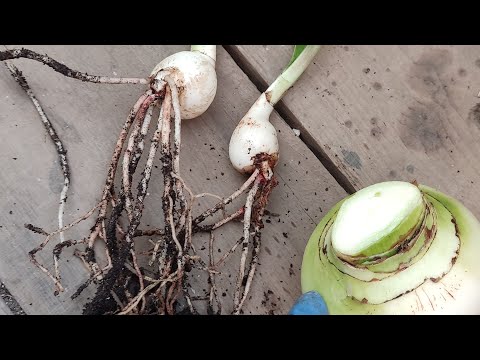 Видео: ГИППЕАСТРУМЫ. Отделение деток.