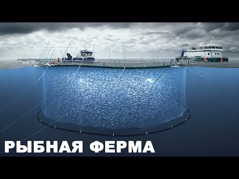 Видео: Аквакультура, морское сельское хозяйство. Типичная рыбная ферма.