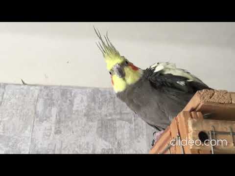 Видео: “Коли папуга не хоче повертатися додому 😂”.#корелла #cockatiel #папуга #parrot #чуміза #милітварини