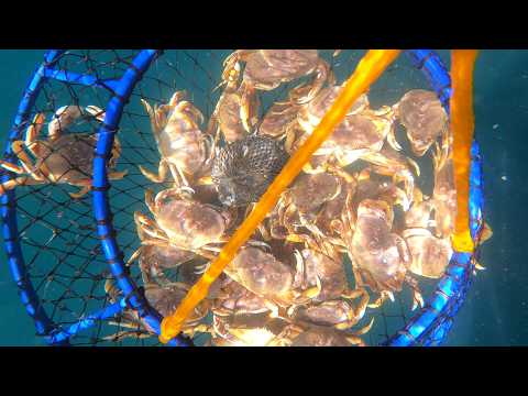 Видео: Как поймать краба Дандженесса с помощью сачков