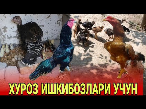 Видео: ПАРВОЗЛАР УЧУН ЯНГИЛИК/УТА ТЕРМА ЗОТЛАР ДУНЁГА КЕЛДИ(ХУРОЗ ИШКИБОЗЛАРИ УЧУН)