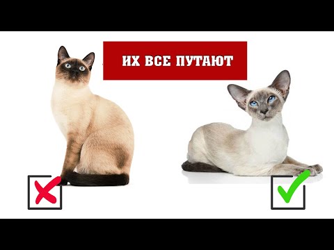 Видео: Сиамская кошка: что это за порода и при чем тут тайцы
