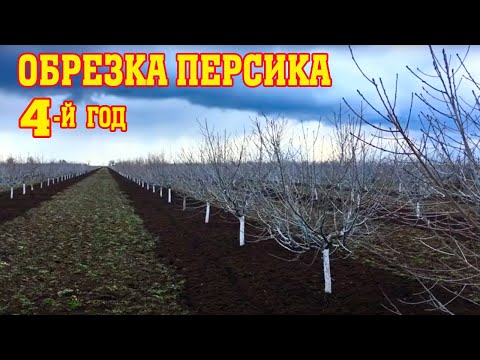 Видео: Правильная обрезка персика/4-й год после посадки/опытный участок/pruning a peach for the 4th year